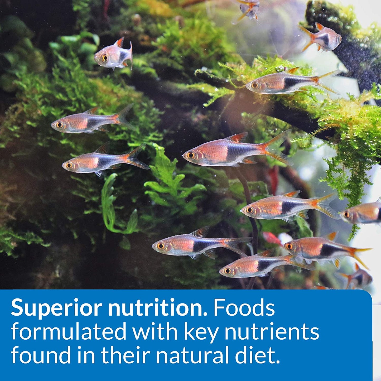 Tropical Flakes Fish Food - 5.7 Ounce Container