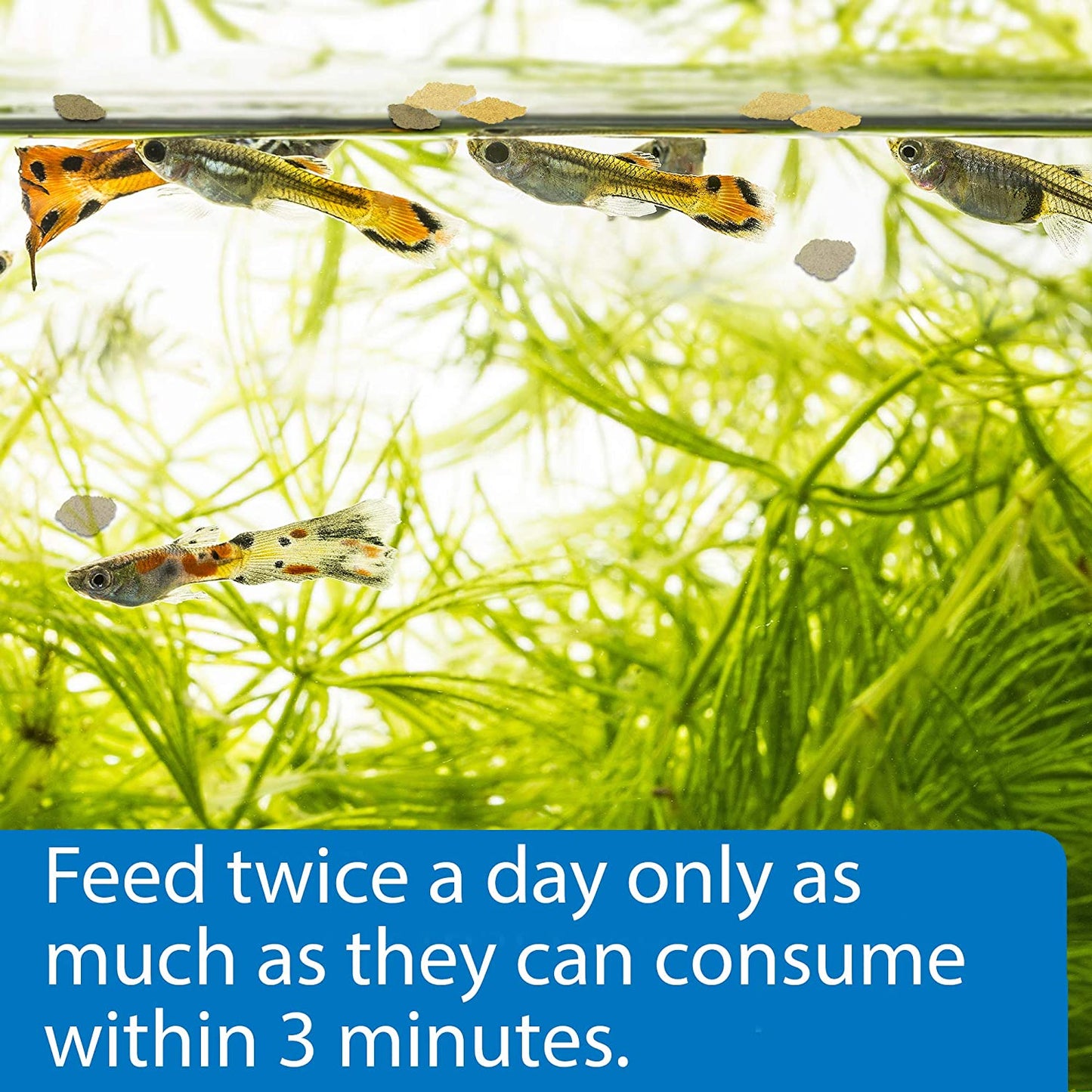 Tropical Greens Flakes Fish Food for Tropical Fish, 2.1-Ounce Container