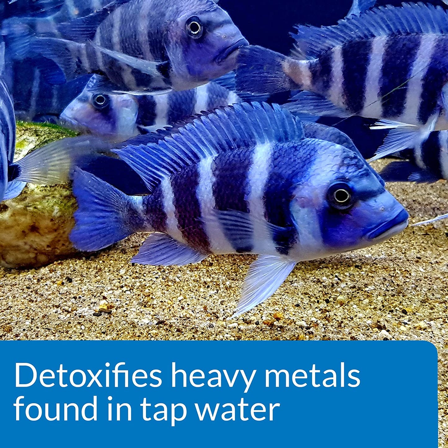 Tap Water Conditioner for Aquariums - 16 Ounce Bottle