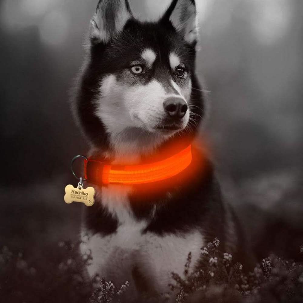 2 PCS Set Nylon LED Dog Collar - Pets Best shop