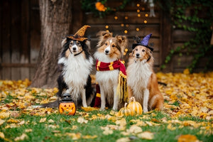 Halloween Pet Costume