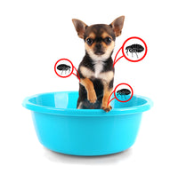 Flea & Tick