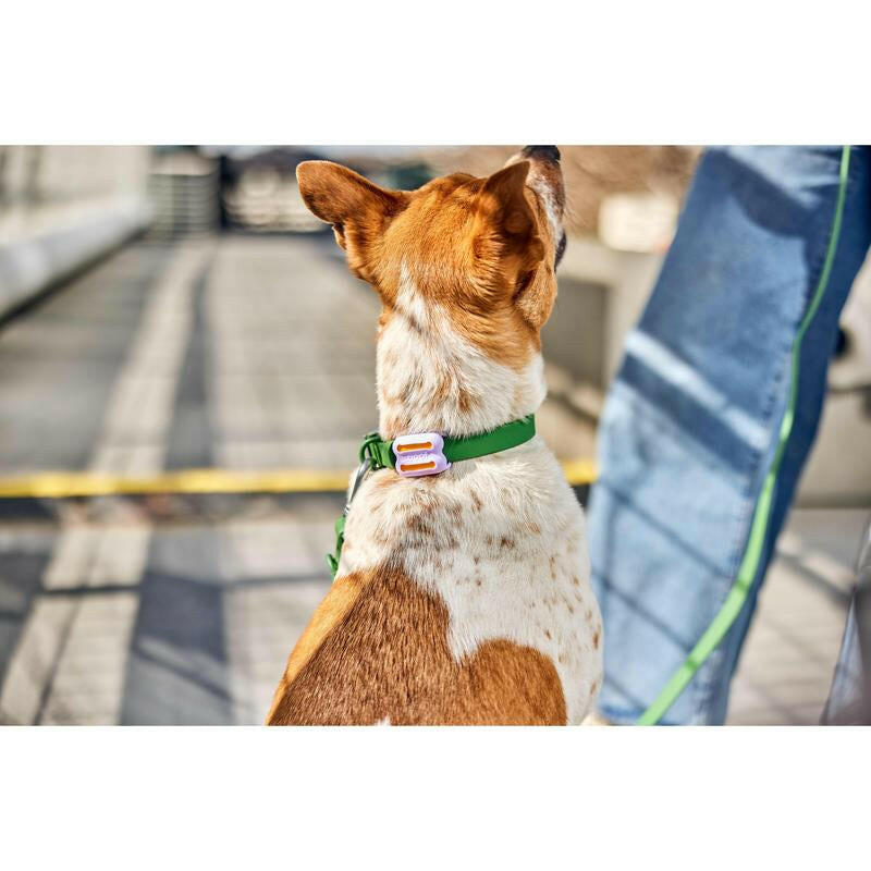Poomergency Starter Pack - Dog Poop Bag Holder for Collars + 23 Emergency Refills - Never Bagless!