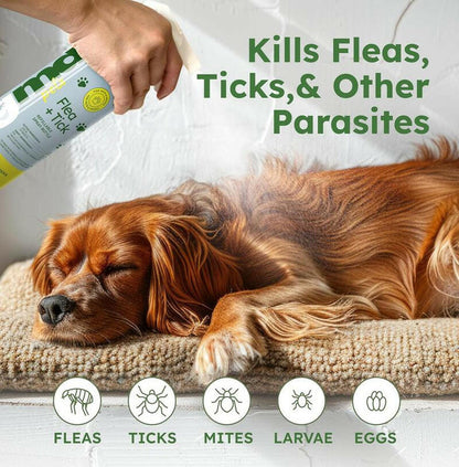 Bugmd Flea & Tick Concentrate (3.7 Oz, 2-Pack) – Plant-Based Formula for Pet Areas, Safe for Use around Dogs