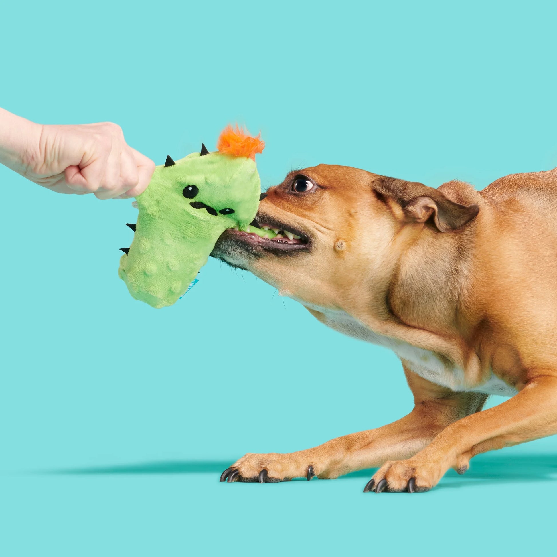 Prickly Pete Dog Toy, Surprise Squeaker Toy Inside, Extra Small to Small Dogs, Green