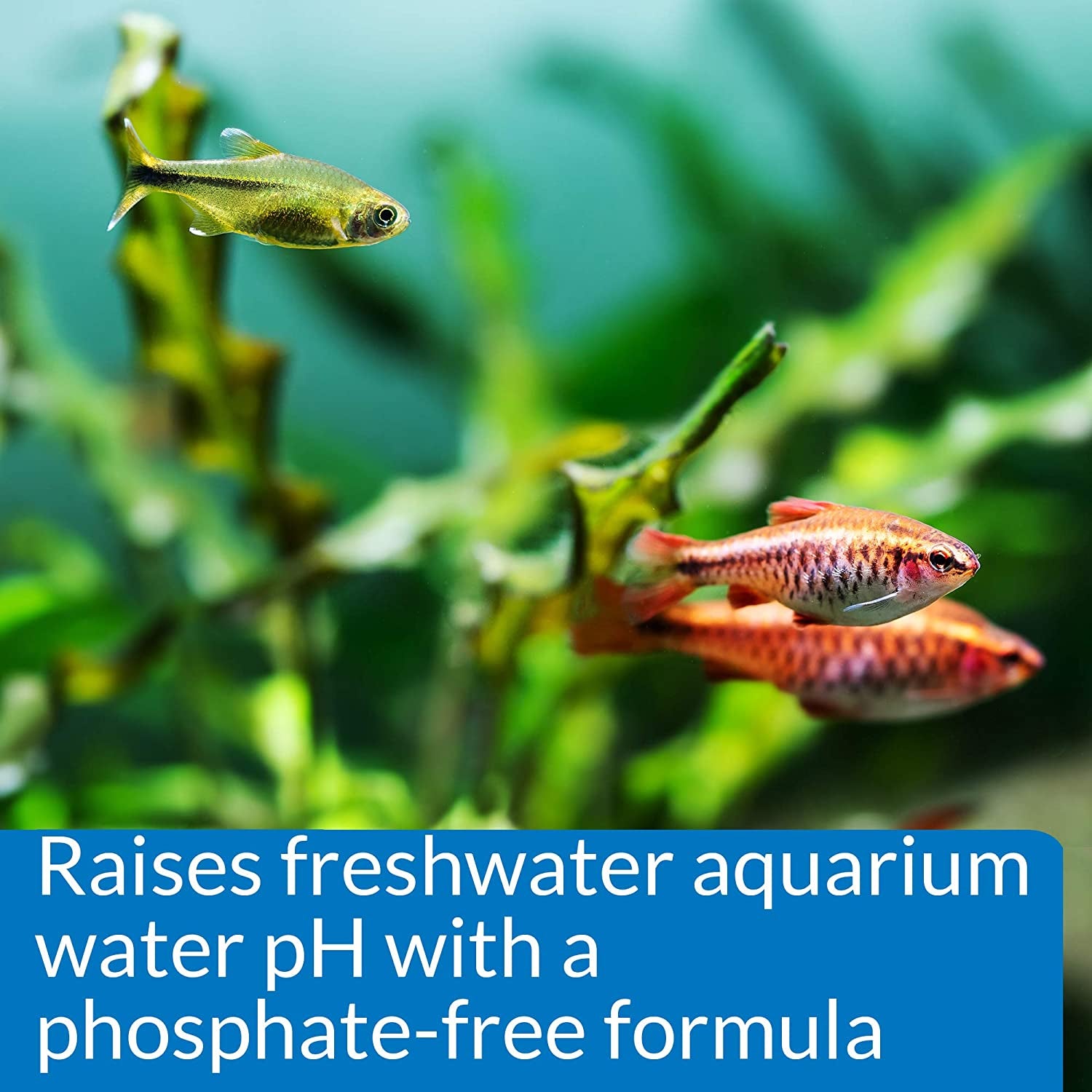 pH Up Freshwater Aquarium pH Raising Solution - 16 oz Bottle