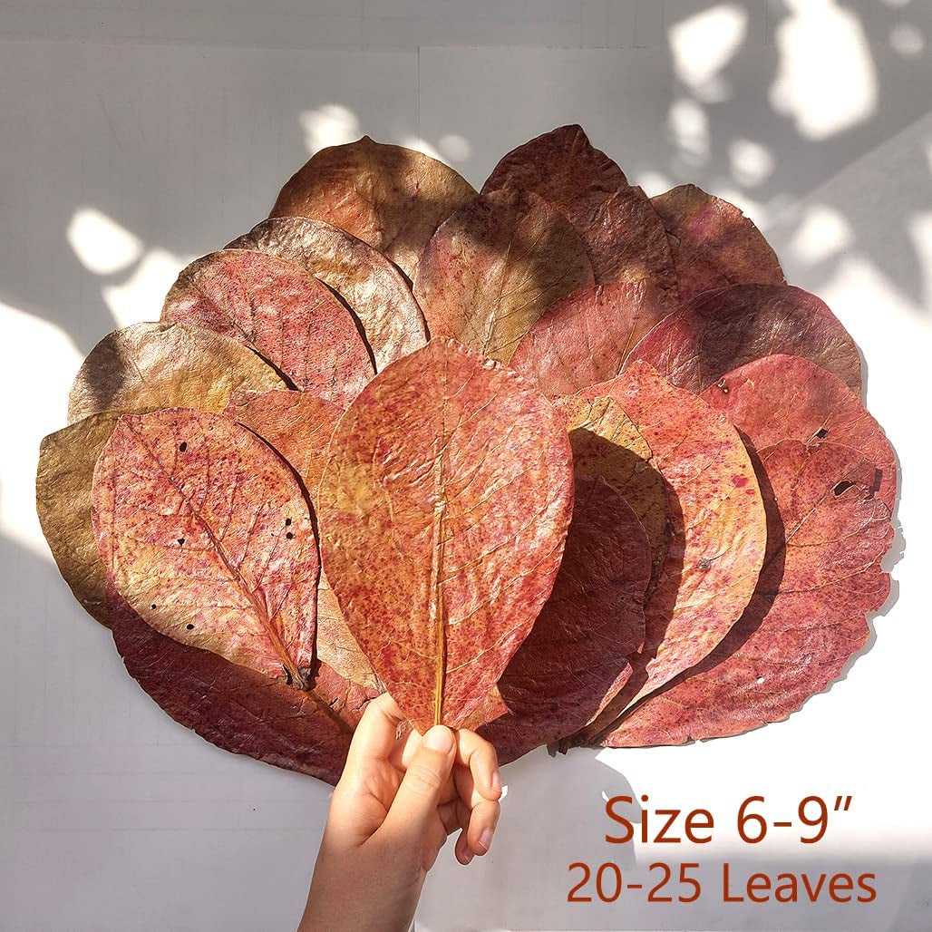 Premium Indian Almond Leaves for Aquatic Environments - pH Balance and Health Enhancement for Turtles, Frogs, Shrimp, Hermit Crabs, and Betta Fish. 50g Pack (6-9 inches, 20-25 Leaves)