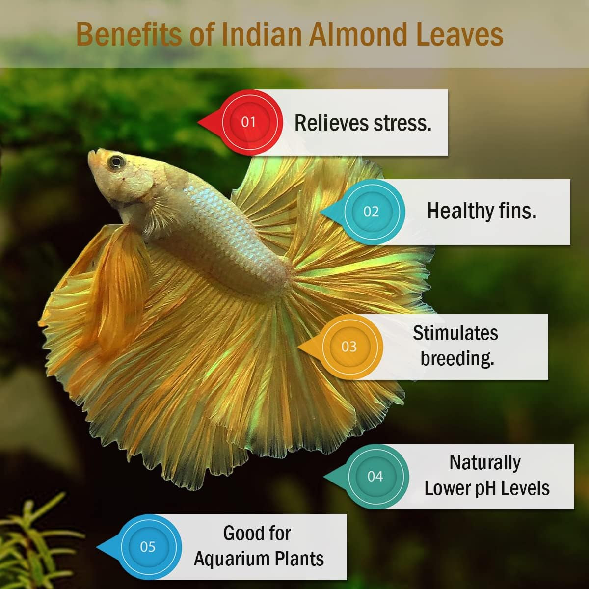 Premium Indian Almond Leaves for Aquatic Environments - pH Balance and Health Enhancement for Turtles, Frogs, Shrimp, Hermit Crabs, and Betta Fish. 50g Pack (6-9 inches, 20-25 Leaves)