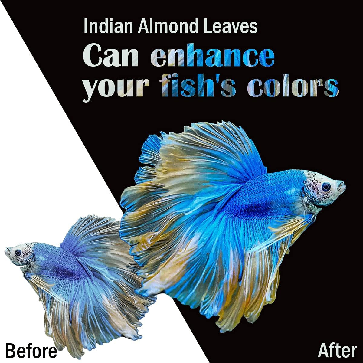 Premium Indian Almond Leaves for Aquatic Environments - pH Balance and Health Enhancement for Turtles, Frogs, Shrimp, Hermit Crabs, and Betta Fish. 50g Pack (6-9 inches, 20-25 Leaves)