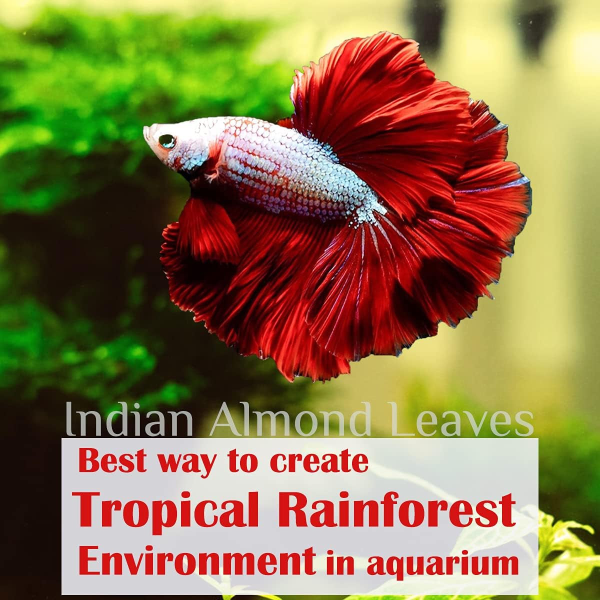 Premium Indian Almond Leaves for Aquatic Environments - pH Balance and Health Enhancement for Turtles, Frogs, Shrimp, Hermit Crabs, and Betta Fish. 50g Pack (6-9 inches, 20-25 Leaves)