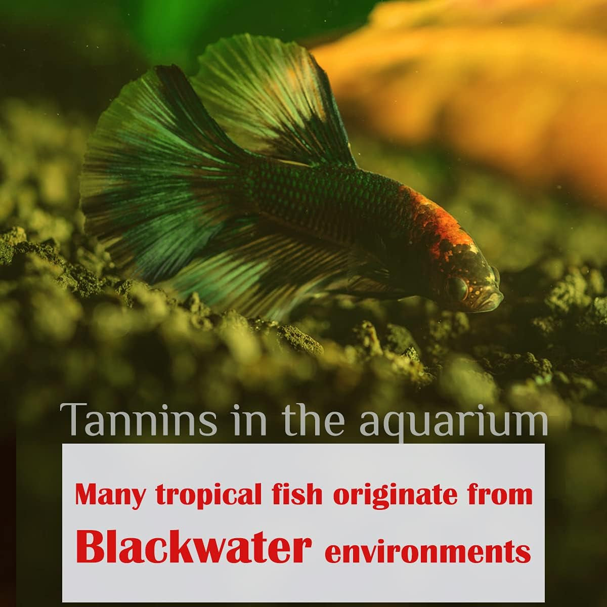 Premium Indian Almond Leaves for Aquatic Environments - pH Balance and Health Enhancement for Turtles, Frogs, Shrimp, Hermit Crabs, and Betta Fish. 50g Pack (6-9 inches, 20-25 Leaves)