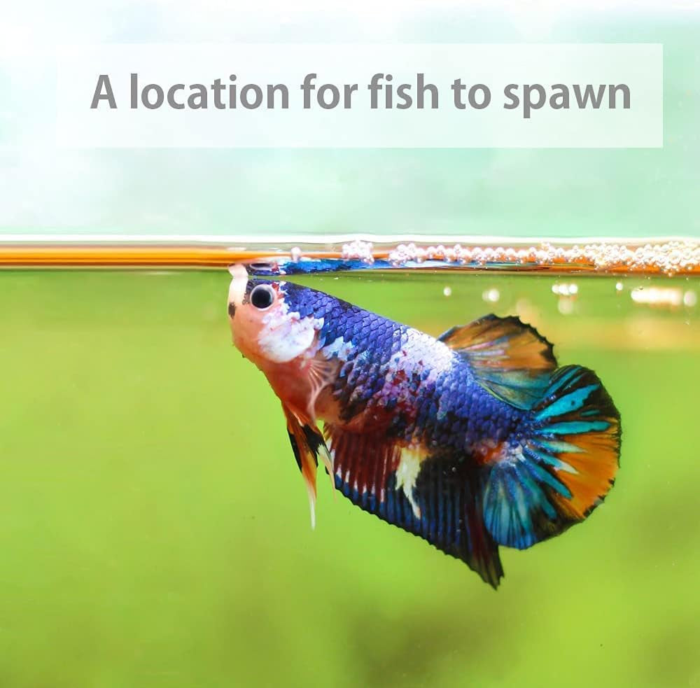 Premium Indian Almond Leaves for Aquatic Environments - pH Balance and Health Enhancement for Turtles, Frogs, Shrimp, Hermit Crabs, and Betta Fish. 50g Pack (6-9 inches, 20-25 Leaves)