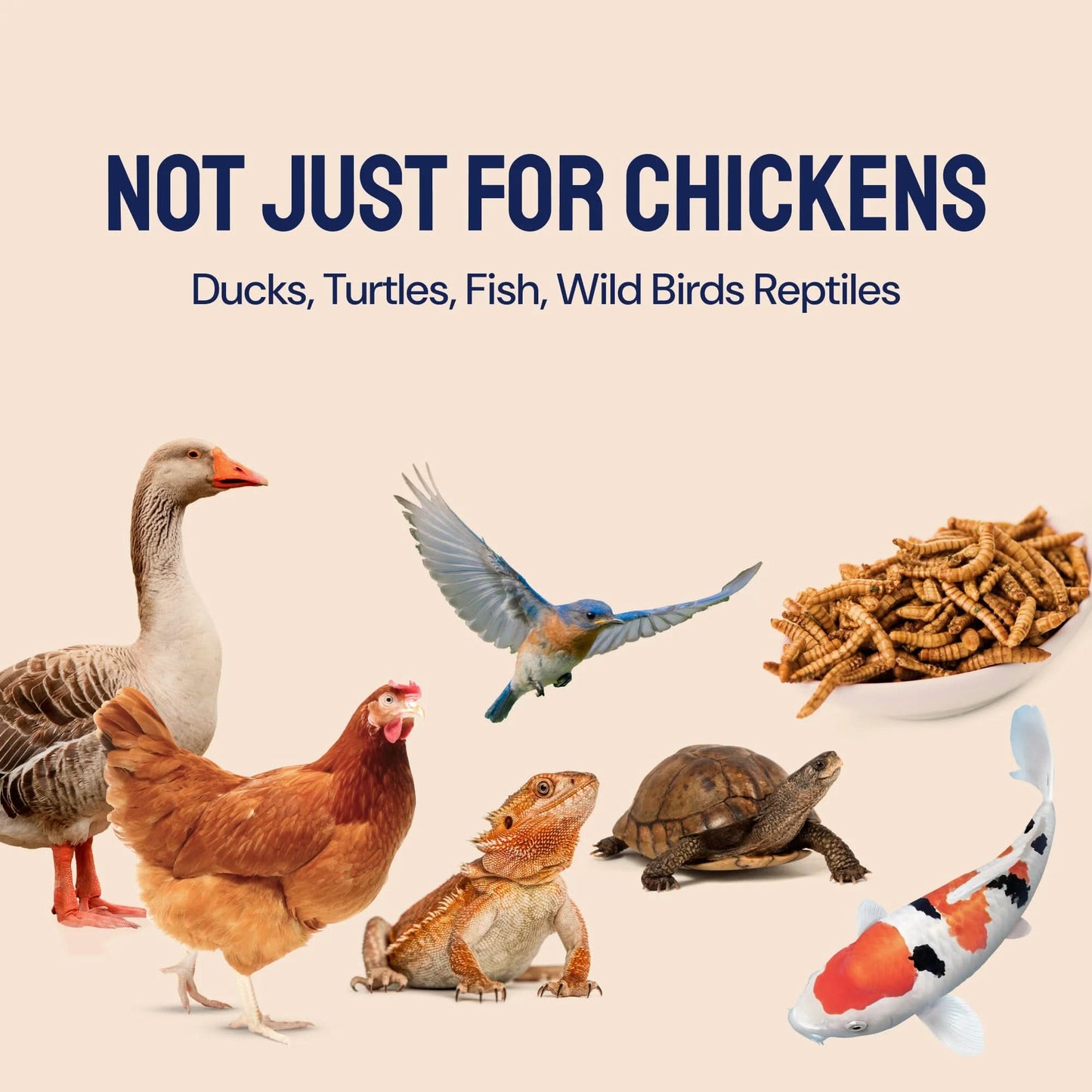 Black Soldier Fly Larvae Dry Chicken Feed for Laying Hens, 5Lb. Bag