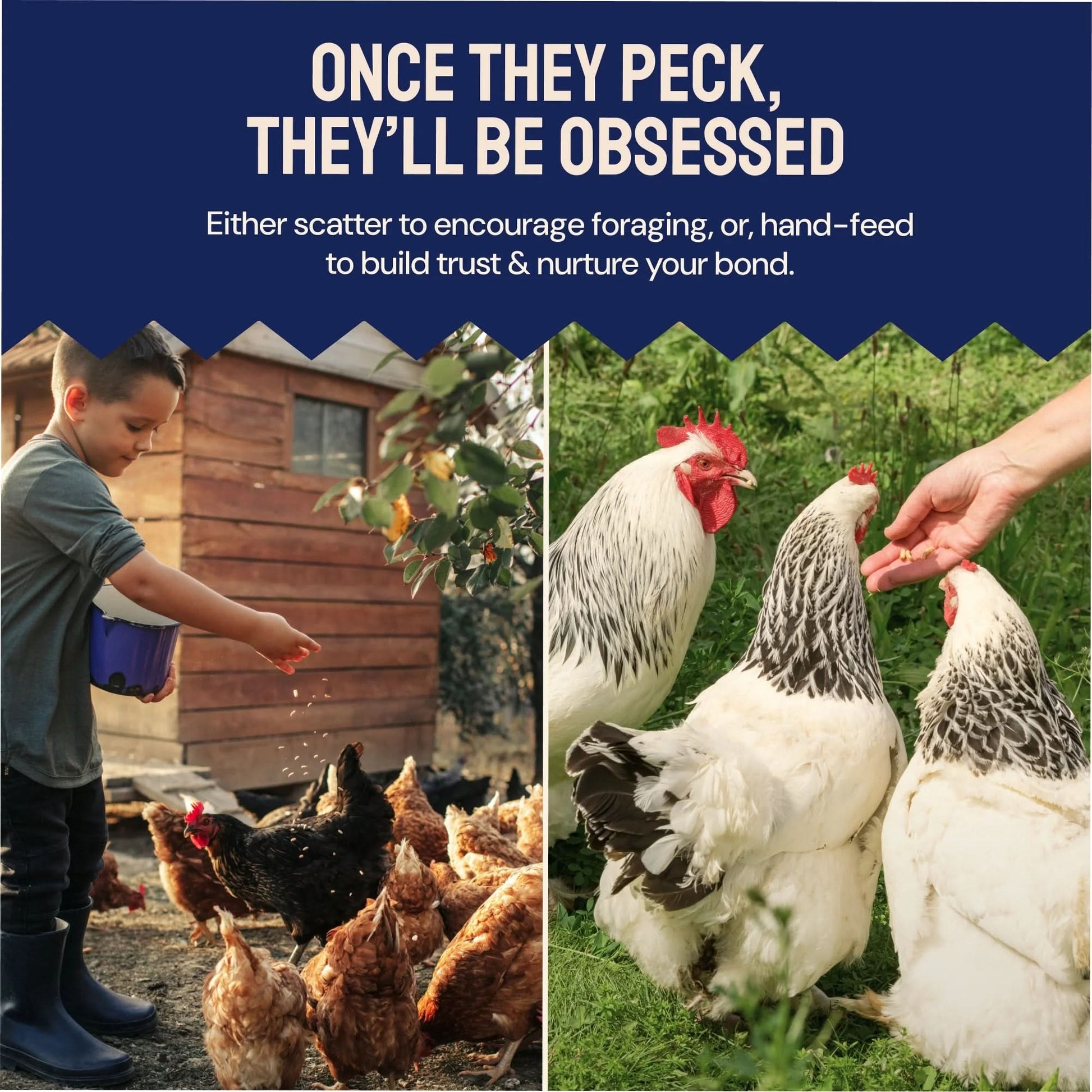 Black Soldier Fly Larvae Dry Chicken Feed for Laying Hens, 5Lb. Bag