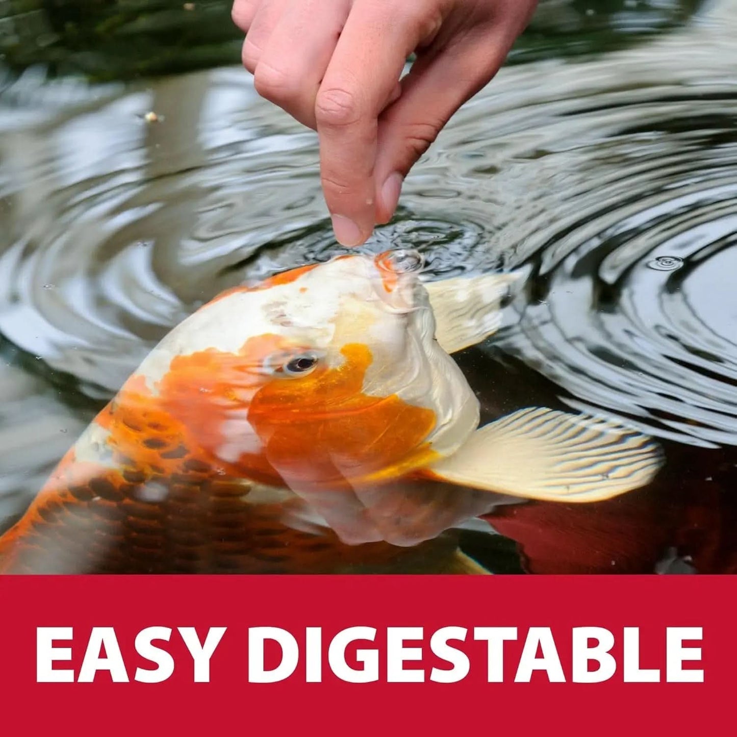 Pond Guy Premium Wheat Germ Fish Food for Koi and Goldfish, 5 lbs - Cold Weather Floating Pellets for Optimal Winter Nutrition