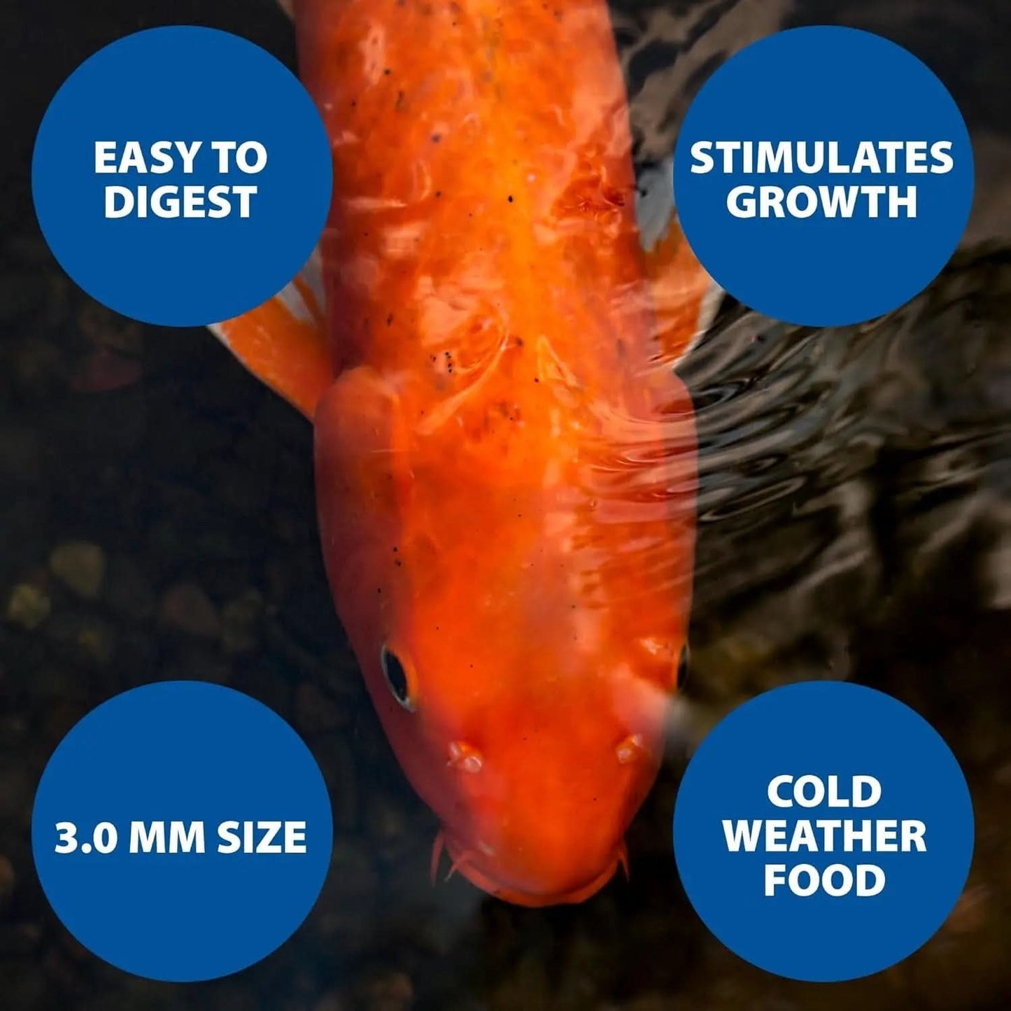 Pond Guy Premium Wheat Germ Fish Food for Koi and Goldfish, 5 lbs - Cold Weather Floating Pellets for Optimal Winter Nutrition