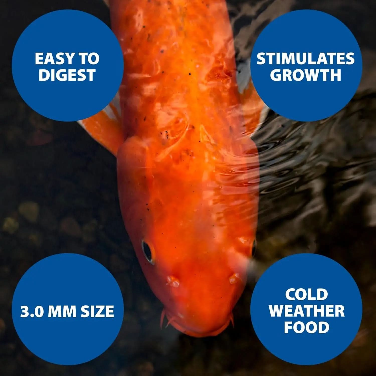 Pond Guy Premium Wheat Germ Fish Food for Koi and Goldfish, 5 lbs - Cold Weather Floating Pellets for Optimal Winter Nutrition