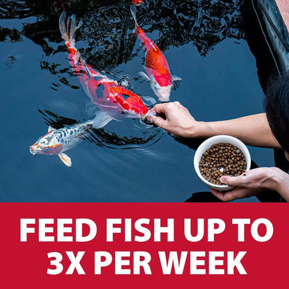 Pond Guy Premium Wheat Germ Fish Food for Koi and Goldfish, 5 lbs - Cold Weather Floating Pellets for Optimal Winter Nutrition