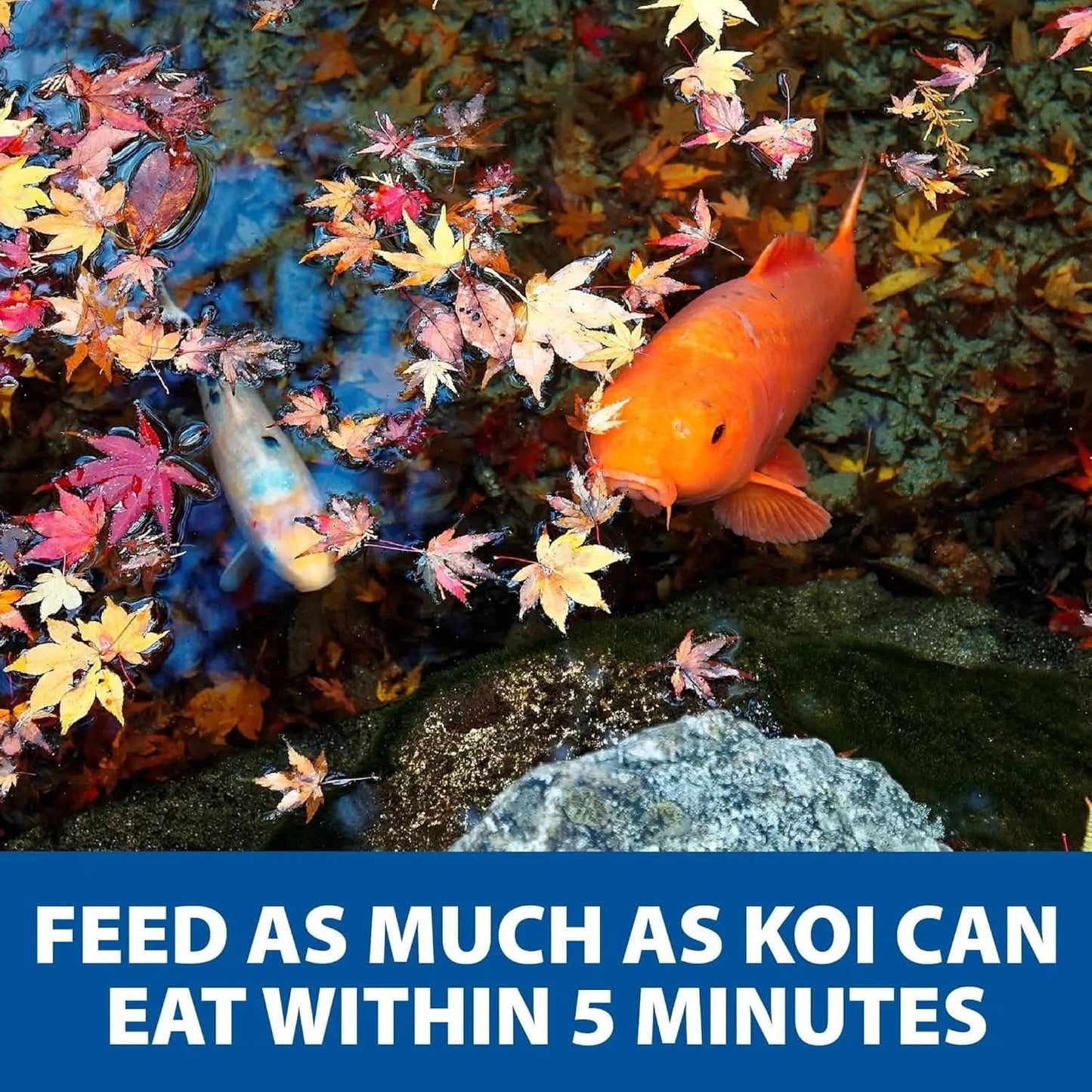 Pond Guy Premium Wheat Germ Fish Food for Koi and Goldfish, 5 lbs - Cold Weather Floating Pellets for Optimal Winter Nutrition