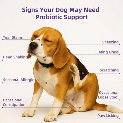 Hapwag Probiotic Soft Chews for Dogs – Digestive Health & Allergy Relief Dog Treats