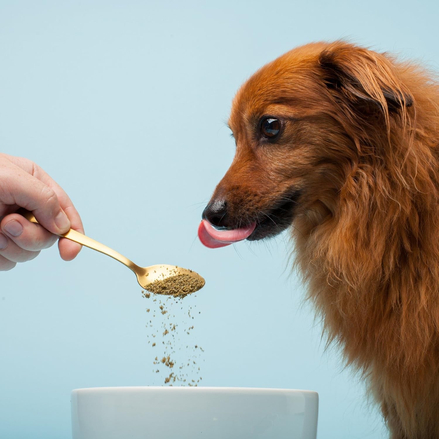 Missing Link Pet Kelp Canine Probiotic 8oz Superfood Powder Supplement, Organic Limited Ingredient Formula for Canine Digestive Health