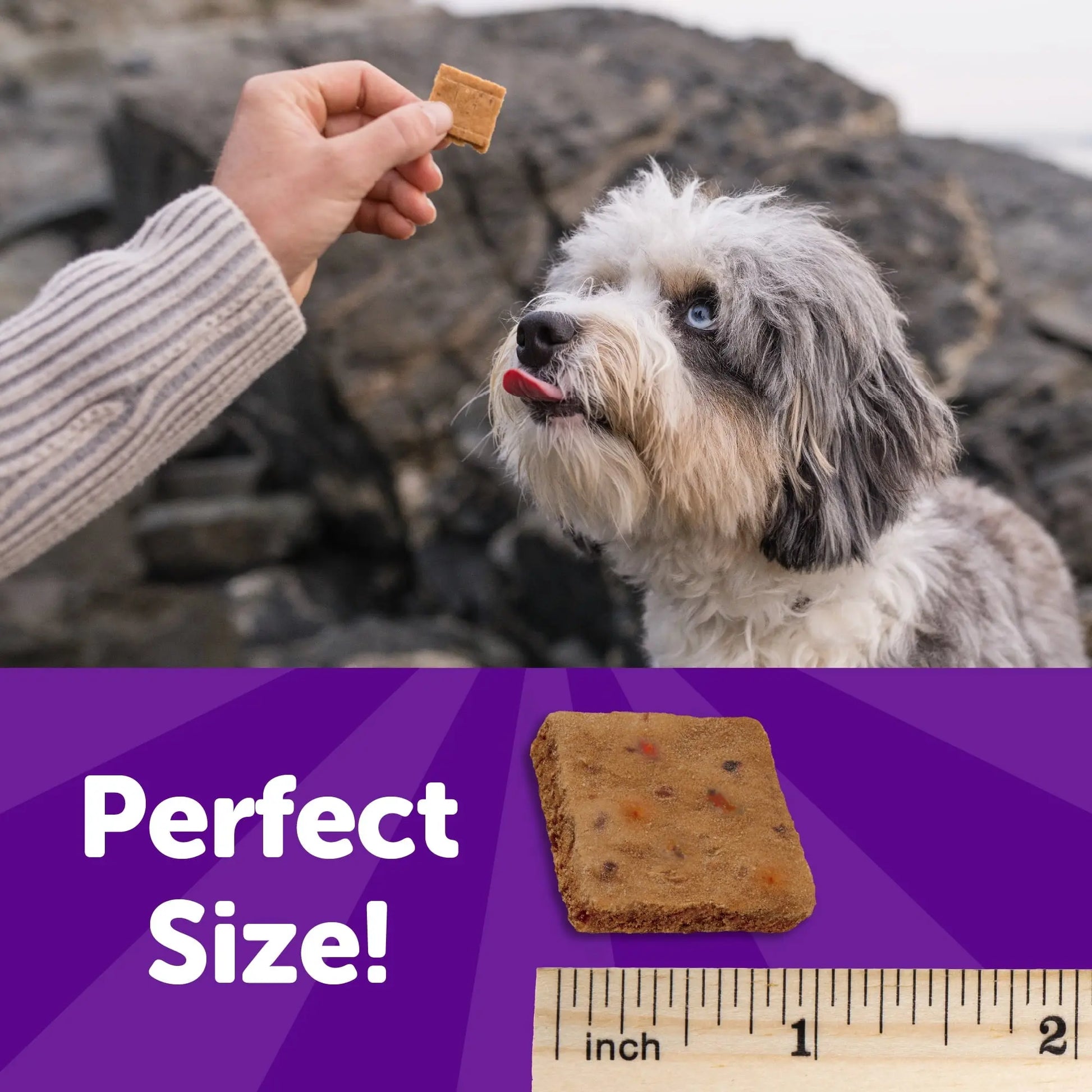 Rewarding Life Dog Treats, Natural, Training Treat, Grain Free, Soft Chicken & Venison (6 Ounce Bag)