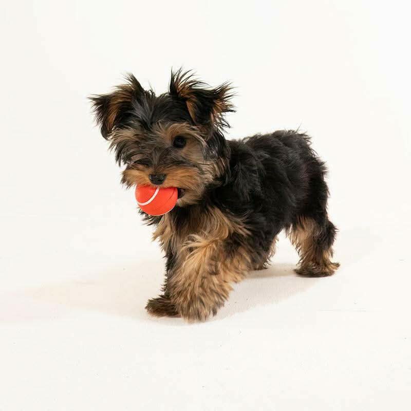 Playology Squeaky Chew Ball Dog Toy - Interactive Squeaky Sound, All-Natural Beef Scent, Easy to Clean, Medium Size (Up to 50Lbs)