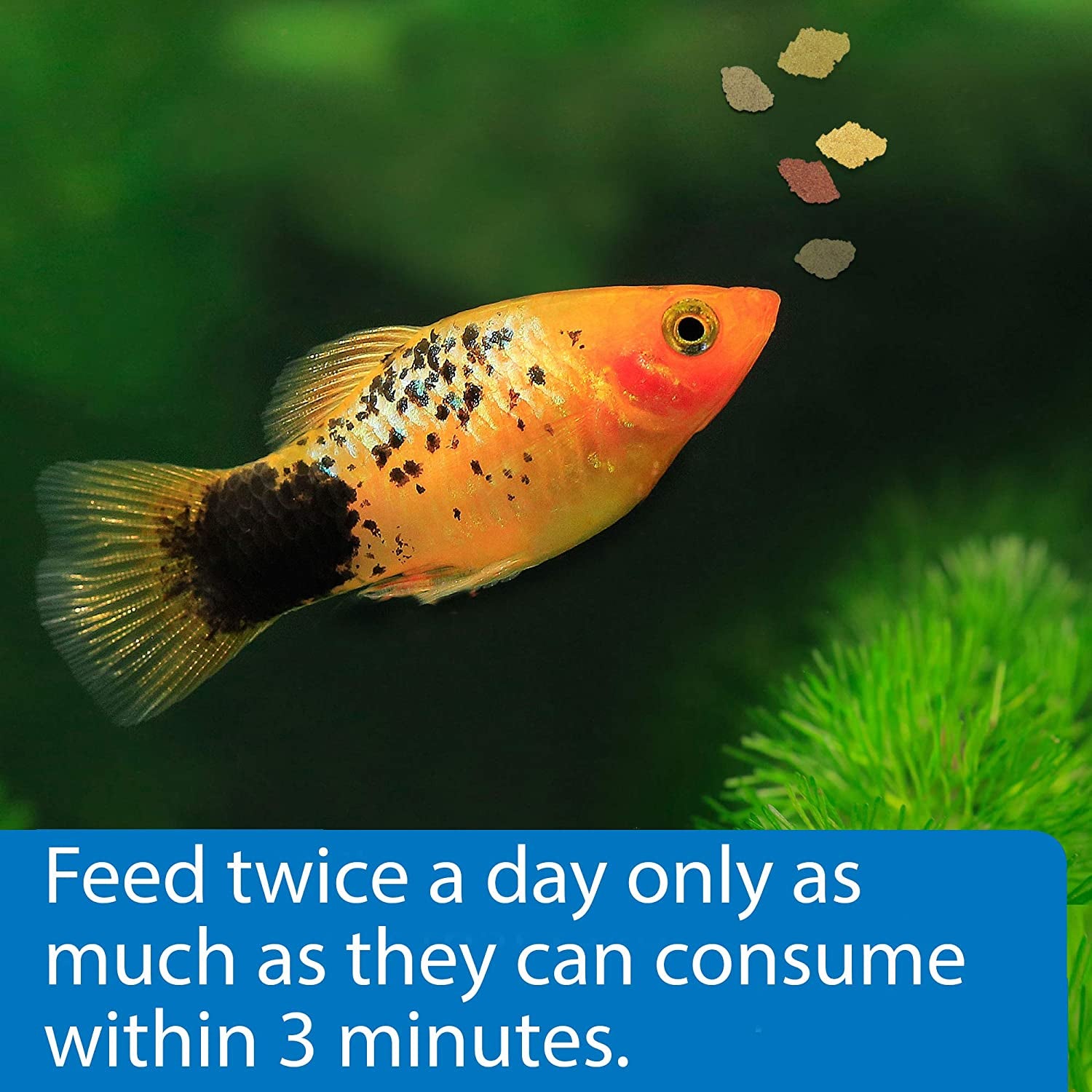 Tropical Flakes Fish Food - 5.7 Ounce Container